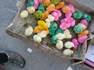2014.6.4-Colorful-Chicks-Rabat-Morocco 