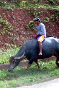 2015.11.19 Guy-on-Water-buffalo-Palawan-Philippines   