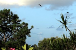 2015.2.18 Black Cockatoos, Sapphire Beach, NSW, Australia   