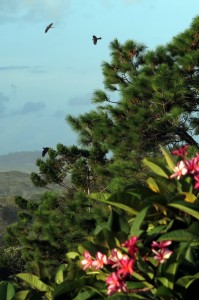 2015.2.18 Black Cockatoos, Sapphire Beach, NSW, Australia  