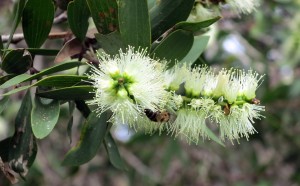 2015.2.18 Paper Bark Tree - Mellaluca, with bee, Sapphire Beach, NSW, Australia  