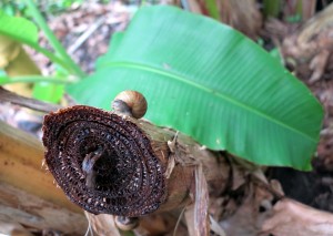 2015.3.27-Snail-on-Banana-Tree-Stump-and-leaf-Senimas-home-Falefa-Upolu-Samoa   