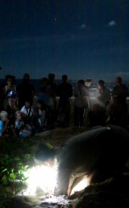 2015.3.8 Checking Turtle Clutch, Turtle Rookery, Mon Repos, QLD, Australia  