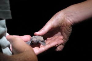 2015.3.8 Turtle, Mon Repos, QLD, Australia  