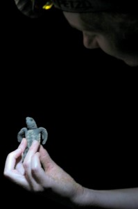 2015.3.8  Baby Turtle and Guide, Turtle Rookery. Mon Repos, Qld, Australia crop re-edit  