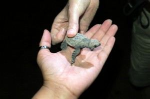 2015.3.8 SJ holding baby turtle, turtle rookery. Mon Repose, QLD, Australia  