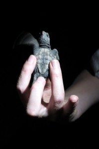 2015.3.8  Baby Turtle Wave, Mon Repos, QLD. Australia  