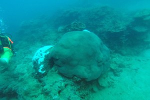 2015.4.4Coral Gardens, Matautu Bay, Savai'i, Samoa 
