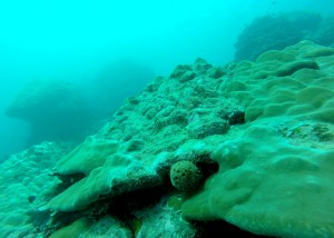 2015.4.6 Scuba Diving Afu bay, Savai'i, Samoa 