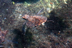 2015.7.2 Baby Turtle at Tranquility, Moso Island, Vanuatu